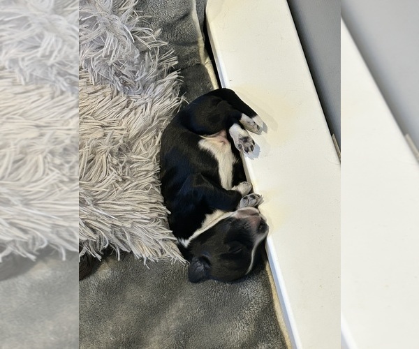 Medium Photo #14 Portuguese Water Dog Puppy For Sale in BAYTOWN, TX, USA