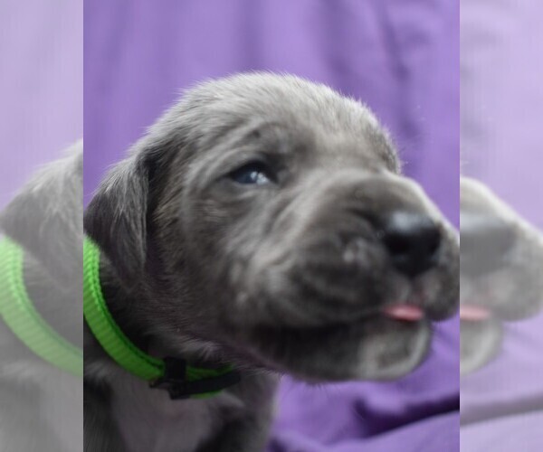 Medium Photo #6 Great Dane Puppy For Sale in ALVARADO, TX, USA
