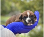 Puppy Puppy 4 Cocker-Pei