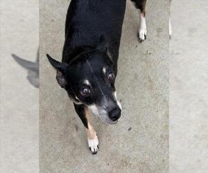 Chihuahua Dogs for adoption in Tulsa, OK, USA