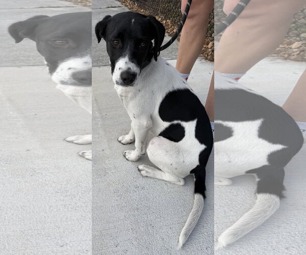 Medium Photo #2 Mutt Puppy For Sale in Sanford, FL, USA