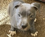 Small #2 American Pit Bull Terrier