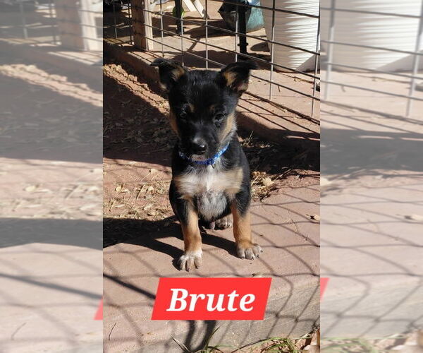 Medium Photo #1 Red Heeler-Unknown Mix Puppy For Sale in The Woodlands, TX, USA