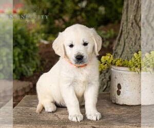English Cream Golden Retriever Puppy for sale in NEW HOLLAND, PA, USA