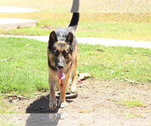 German Shepherd Dog Dogs for adoption in El Centro, CA, USA