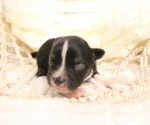 Small Photo #19 Australian Shepherd Puppy For Sale in STAFFORD, VA, USA