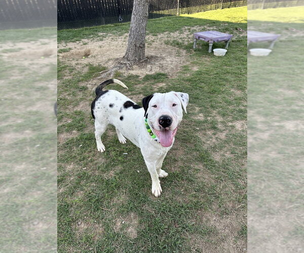 Medium Photo #4 Great Dane-Labrador Retriever Mix Puppy For Sale in Evansville, IN, USA