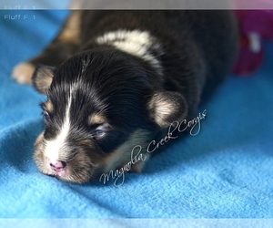 Pembroke Welsh Corgi Dog for Adoption in CRESTVIEW, Florida USA