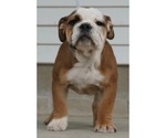 Small Photo #1 Beabull-English Bulldog Mix Puppy For Sale in NAPPANEE, IN, USA