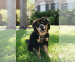 Small #1 Chow Chow-Rottweiler Mix