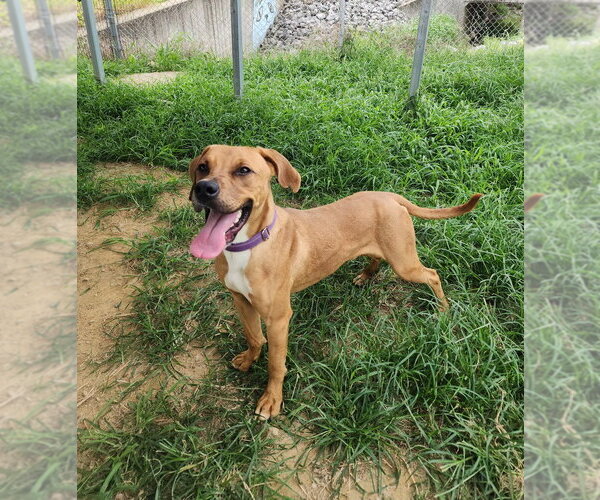 Medium Photo #3 Mutt Puppy For Sale in Evansville, IN, USA