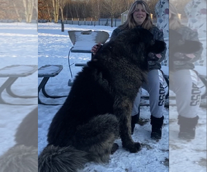 Caucasian Shepherd Dog Puppy for sale in TWINING, MI, USA