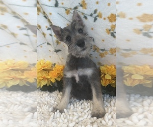 Schnauzer (Miniature) Puppy for sale in MARTINSVILLE, IN, USA
