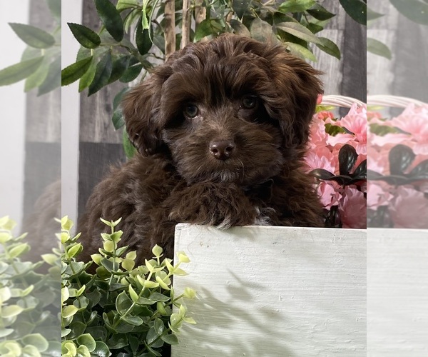 Medium Photo #1 Havanese Puppy For Sale in CANOGA, NY, USA