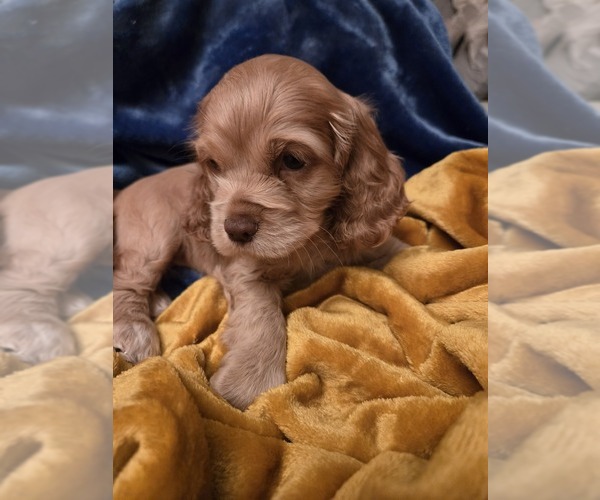 Medium Photo #2 Cocker Spaniel Puppy For Sale in HOLYOKE, MA, USA