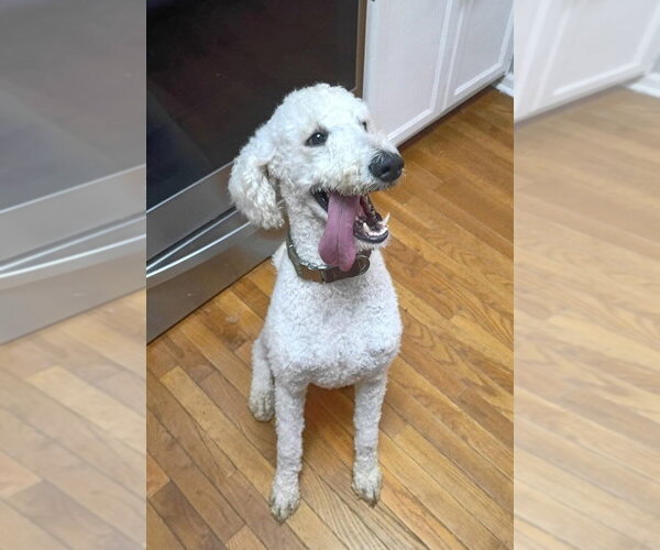 Medium Photo #4 Poodle (Standard)-Unknown Mix Puppy For Sale in Brooklyn, NY, USA