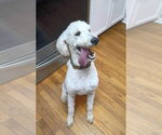 Small #3 Poodle (Standard) Mix