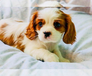 Cavalier King Charles Spaniel Puppy for sale in BONNEY LAKE, WA, USA