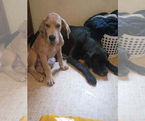 Medium Great Dane
