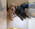 Puppy Hunter Great Dane