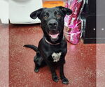 Small #9 Spaniel Mix