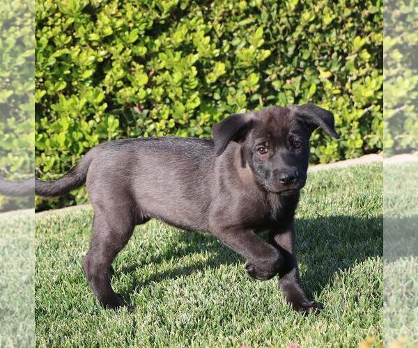 Medium Photo #5 Labrador Retriever-Unknown Mix Puppy For Sale in San Diego, CA, USA