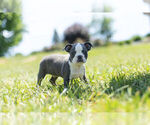 Small Photo #6 Boston Terrier Puppy For Sale in WARSAW, IN, USA