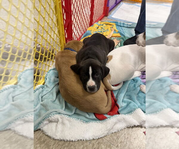 Medium Photo #2 American Staffordshire Terrier-Unknown Mix Puppy For Sale in Wenonah, NJ, USA