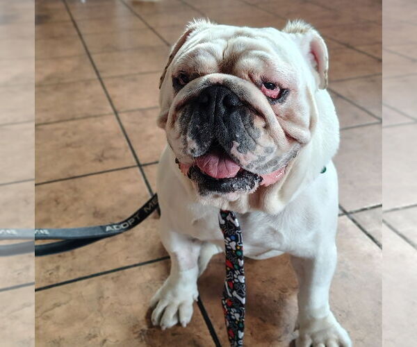 Medium Photo #2 Bulldog Puppy For Sale in San Jose, CA, USA