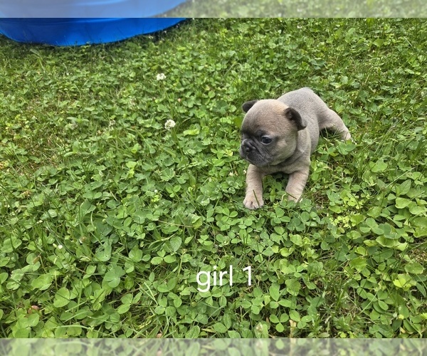 Medium Photo #4 French Bulldog Puppy For Sale in MAPLETON, ME, USA