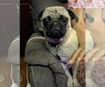 Small Photo #1 Pug Puppy For Sale in RIDGEWAY, SC, USA