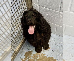 Mutt Dogs for adoption in Emmett, ID, USA