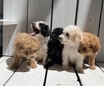 Small Photo #4 Poodle (Miniature) Puppy For Sale in CURTISS, WI, USA