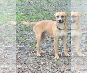 Black Mouth Cur Dogs for adoption in New Orleans, LA, USA