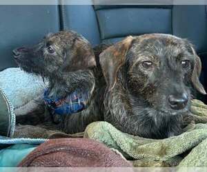 Princess & Dutchess - Female Dachshund-Unknown Mix Dog for Adoption - Photo #5