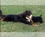 Small Photo #1 Bernese Mountain Dog Puppy For Sale in PHOENIX, AZ, USA