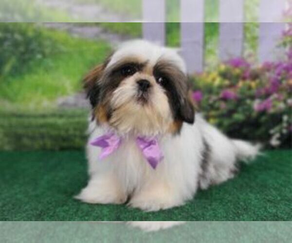 Medium Photo #5 Shih Tzu Puppy For Sale in QUAPAW, OK, USA