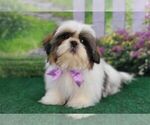 Small Photo #5 Shih Tzu Puppy For Sale in QUAPAW, OK, USA