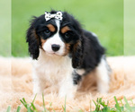 Small #1 Cavalier King Charles Spaniel