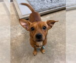 TIM TAM - Male Chihuahua-Unknown Mix Dog for Adoption - Small photo