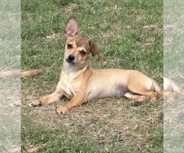 Medium Photo #1 Chihuahua-Unknown Mix Puppy For Sale in Rockaway, NJ, USA