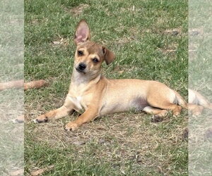 Chihuahua-Unknown Mix Dogs for adoption in Rockaway, NJ, USA