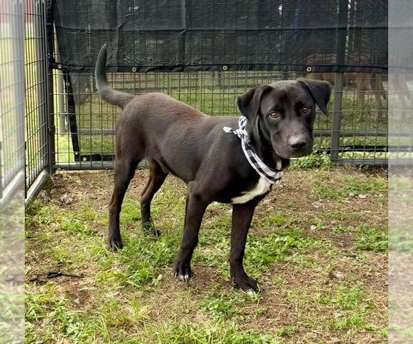 Medium Photo #1 Mutt Puppy For Sale in Abbeville, LA, USA