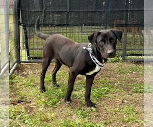 Mutt Dogs for adoption in Abbeville, LA, USA
