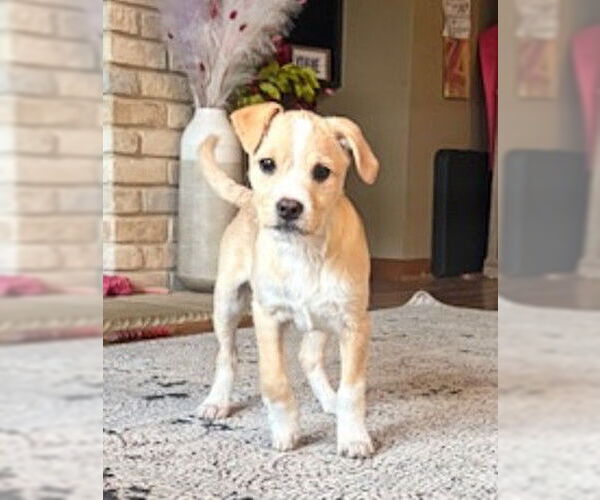 Medium Photo #2 Toxirn Puppy For Sale in Genesee, WI, USA