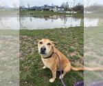 Small #1 Labrador Retriever Mix