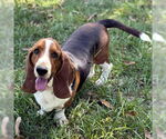 Small #3 Basset Hound