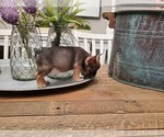 Small Photo #5 French Bulldog Puppy For Sale in WENTZVILLE, MO, USA