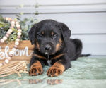 Puppy Kass Bernedoodle-Labrador Retriever Mix