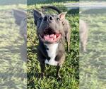 Small #3 Staffordshire Bull Terrier